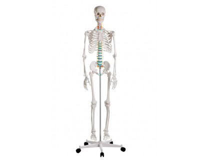 Model kostry človeka - štandardná