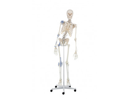 Model kostry človeka s väzmi a pohyblivou chrbticou