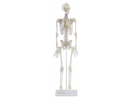 Mini model kostry človeka s vyznačením svalov 