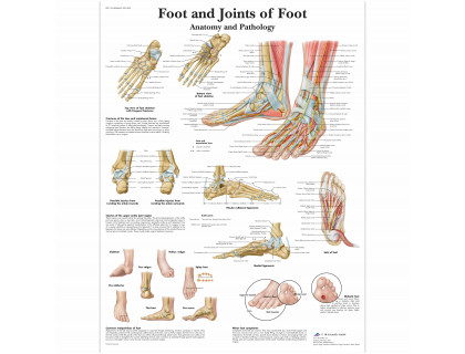 Obraz Noha a kĺby nohy anatómia a patológia 50x67cm