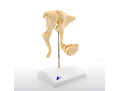 Model sluchové kostičky 20-krát zväčšené