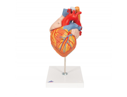 Model srdca s hltanom a hrtanom,5 častí