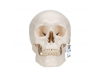 Model ľudská lebka s modelom mozgu 8-dielna
