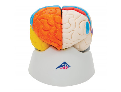 Model neuroanatomický mozog,8 častí