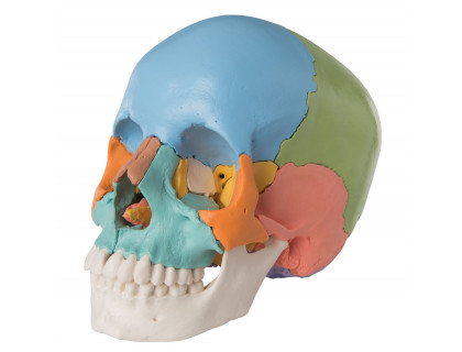 Model ľudská lebka farebné prevedenie