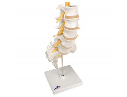 Model ľudskej bedrovej chrbtice na podstavci