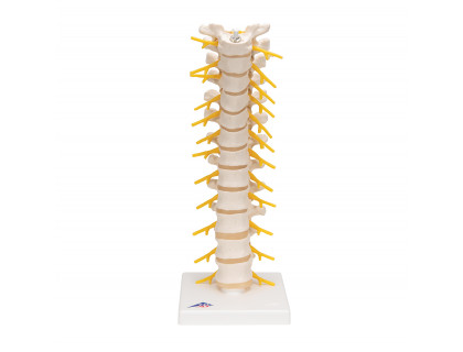 Model ľudskej hrudnej chrbtice na podstavci