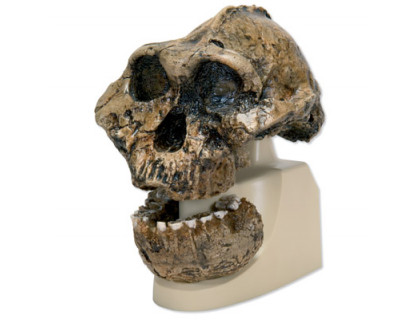 Antropologická lebka - KNM-ER 406, Omo L. 7a-125