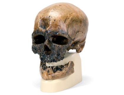 Antropologická lebka - Crô-Magnon