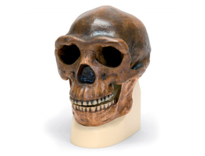 Antropologická lebka - Sinanthropus