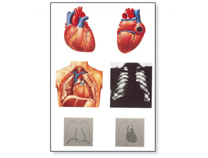 Obraz Ľudské srdce