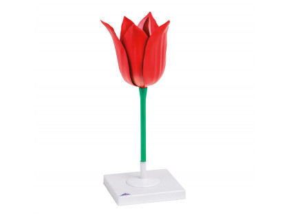 Model - Kvet tulipánu