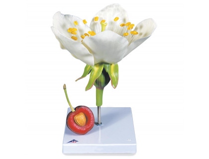 Model - Kvet čerešne s plodom