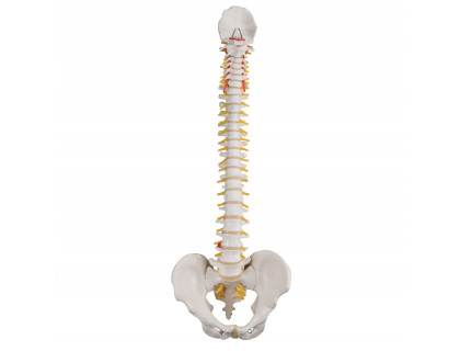 Pružný model chrbtice