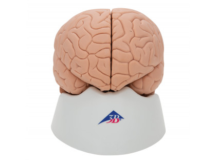 Model mozgu,2 časti