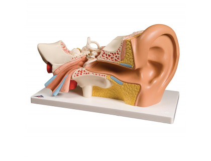 Model ucha 3-krát zväčšený,4 časti