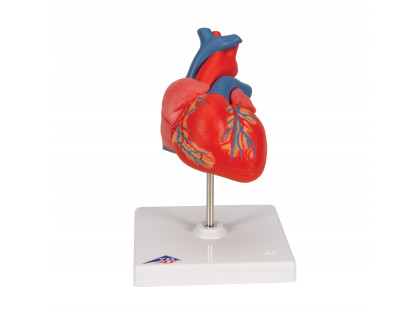Model srdca,2časti