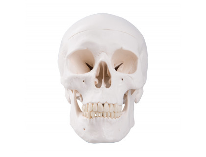 Model ľudská lebka - 3 dielna