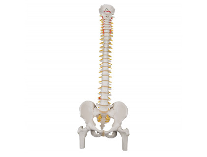 Pružný model chrbtice s bedrovými kĺbmi 
