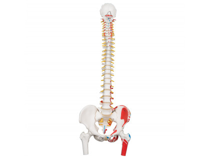 Pružný model chrbtice s bedrovými kĺbmi a svalmi  