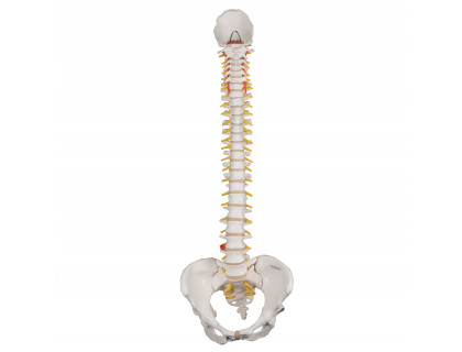 Pružný model chrbtice so ženskou panvou 
