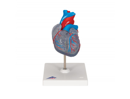 Model srdca s cievnym systémom,2 časti