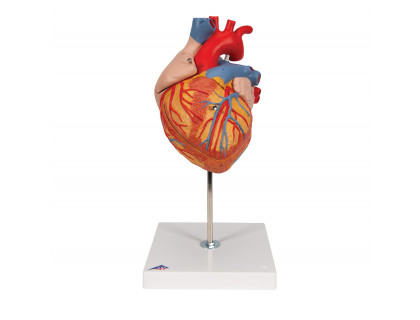 Model srdca 2 krát zväčšený,4 časti    