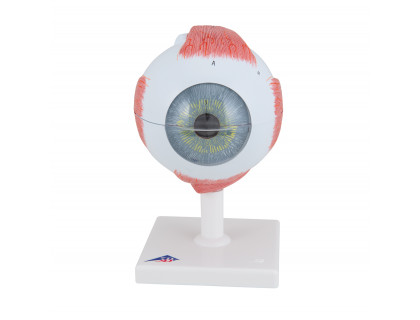 Model oka 5-krát zväčšený,6 častí
