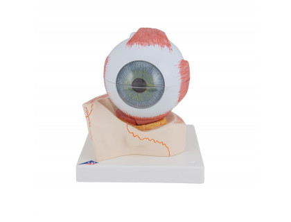 Model oka 5-krát zväčšený,7 častí