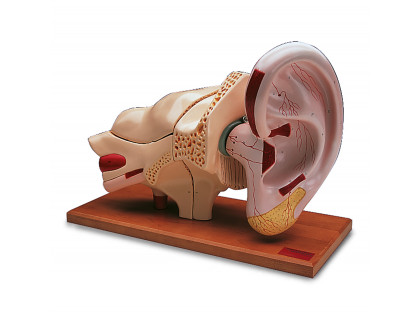 Model ucha 5-krát zväčšený,8 častí