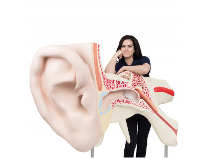 Model ucha veľký 15-krát zväčšený,3 časti
