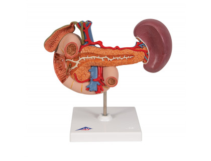 Model zadných ľudských orgánov