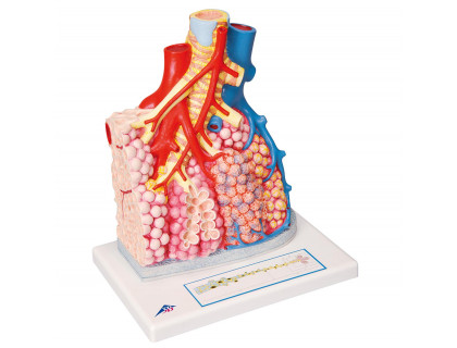 Model pľúcny lalok s krvnými cievami