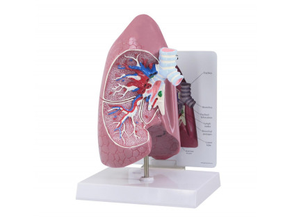 Model pľúc polovica,životná veľkosť