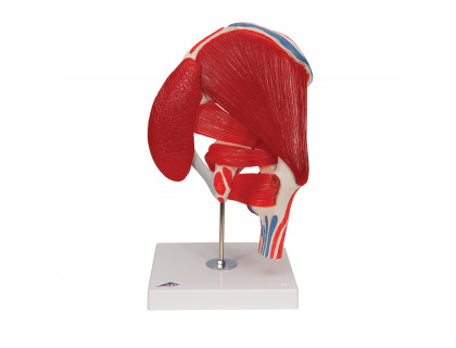 Model bedrový kĺb svaly 7 častí