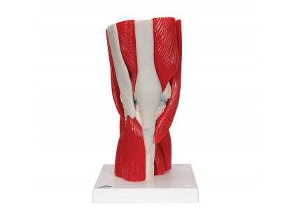 Model kolenný kĺb svaly 12 častí