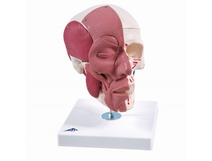 Model lebka s tvárovými svalmi