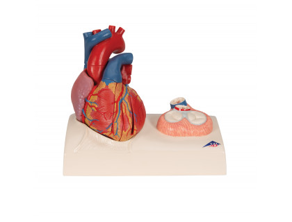 Model srdca v životnej veľkosti,5 častí zo systolou