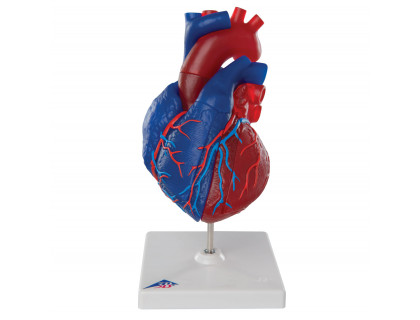 Model srdca v životnej veľkosti,5 častí 