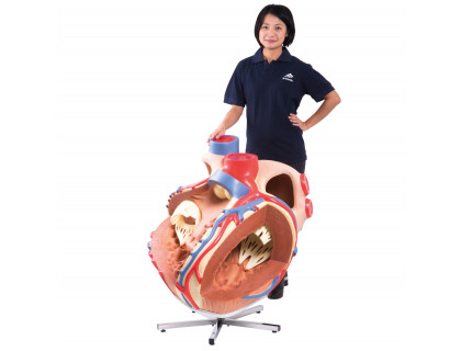 Model obrovského srdca,8-krát zväčšený