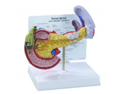 Model pankreasu