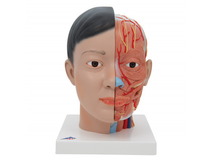 Model hlavy a krku,4 časti azíjské črty