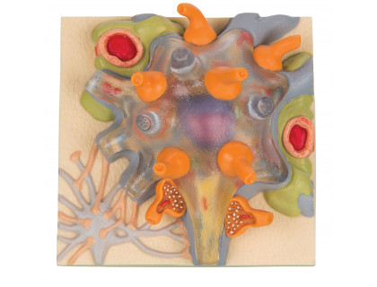 Model telo neurónovej bunky