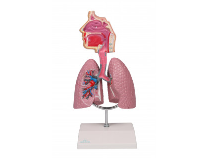 Model dýchacie ústrojenstvo