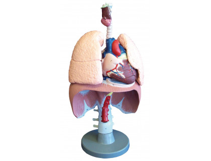 Model dýchacie orgány