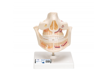Model zubnej protézy pre dospelých s nervami a koreňmi