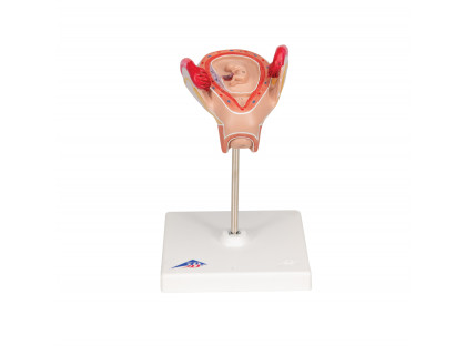 Model ľudského embrya,2.mesiac