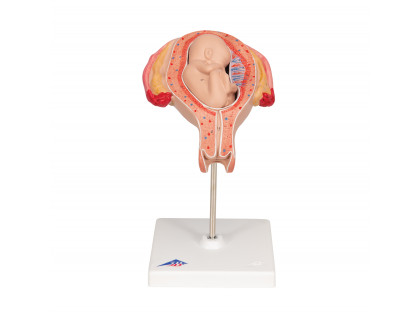 Model ľudského plodu,5.mesiac