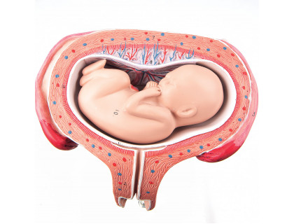 Model ľudského plodu,5.mesiac dorzálna pozícia