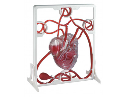 Model srdca s pumpou, funkčný model